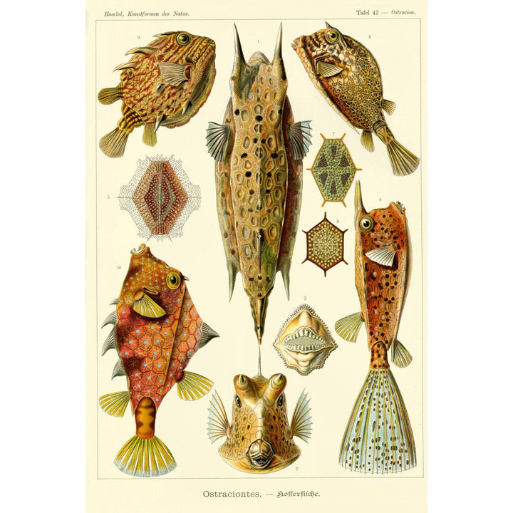 Art Forms of Nature, Ostraciontes (Boxfish), Ernst Haeckel Artwork, Towels and Aprons Kitchen Lantern Press 