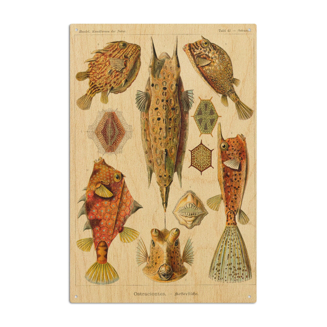 Art Forms of Nature, Ostraciontes (Boxfish), Ernst Haeckel Artwork, Wood Signs and Postcards Wood Lantern Press 10 x 15 Wood Sign 