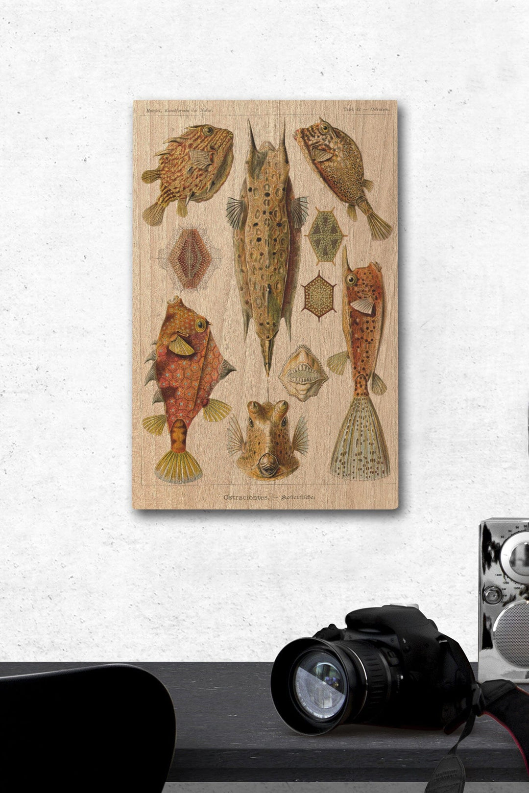 Art Forms of Nature, Ostraciontes (Boxfish), Ernst Haeckel Artwork, Wood Signs and Postcards Wood Lantern Press 12 x 18 Wood Gallery Print 
