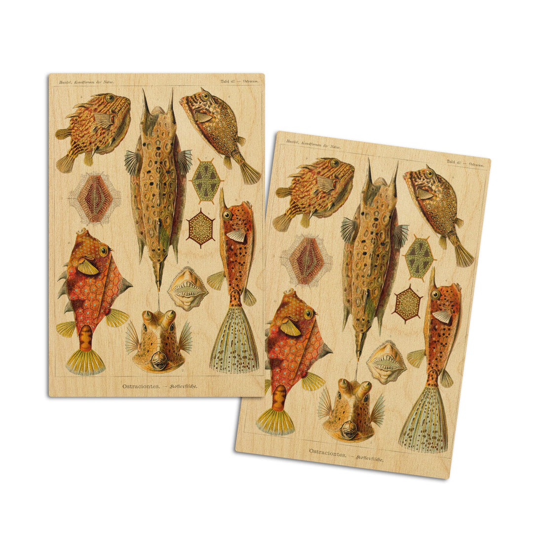 Art Forms of Nature, Ostraciontes (Boxfish), Ernst Haeckel Artwork, Wood Signs and Postcards Wood Lantern Press 4x6 Wood Postcard Set 