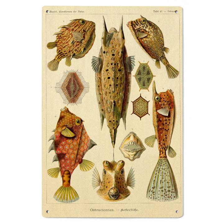Art Forms of Nature, Ostraciontes (Boxfish), Ernst Haeckel Artwork, Wood Signs and Postcards Wood Lantern Press 