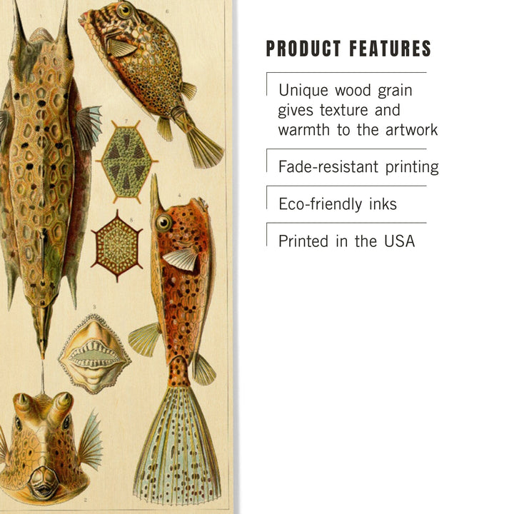 Art Forms of Nature, Ostraciontes (Boxfish), Ernst Haeckel Artwork, Wood Signs and Postcards Wood Lantern Press 