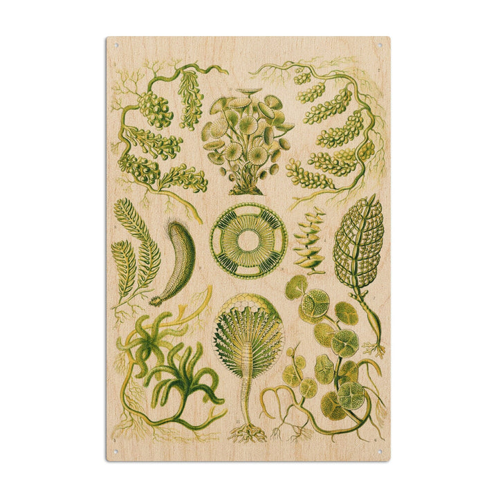 Art Forms of Nature, Siphoneae (Algae), Ernst Haeckel Artwork, Wood Signs and Postcards Wood Lantern Press 10 x 15 Wood Sign 