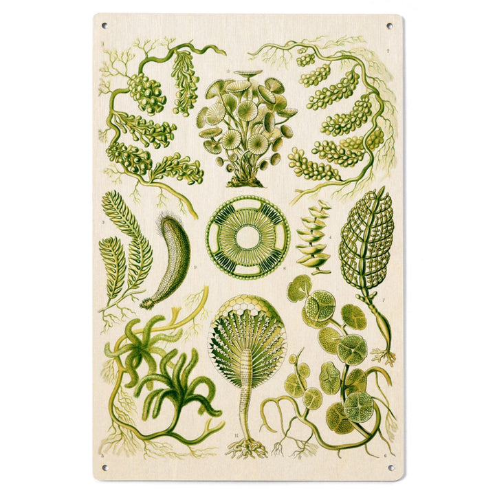 Art Forms of Nature, Siphoneae (Algae), Ernst Haeckel Artwork, Wood Signs and Postcards Wood Lantern Press 