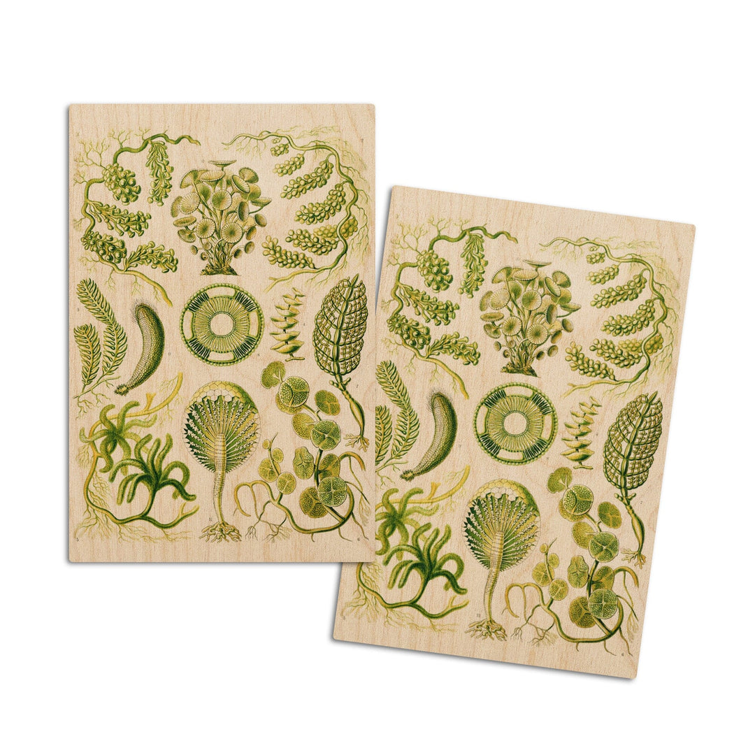 Art Forms of Nature, Siphoneae (Algae), Ernst Haeckel Artwork, Wood Signs and Postcards Wood Lantern Press 4x6 Wood Postcard Set 