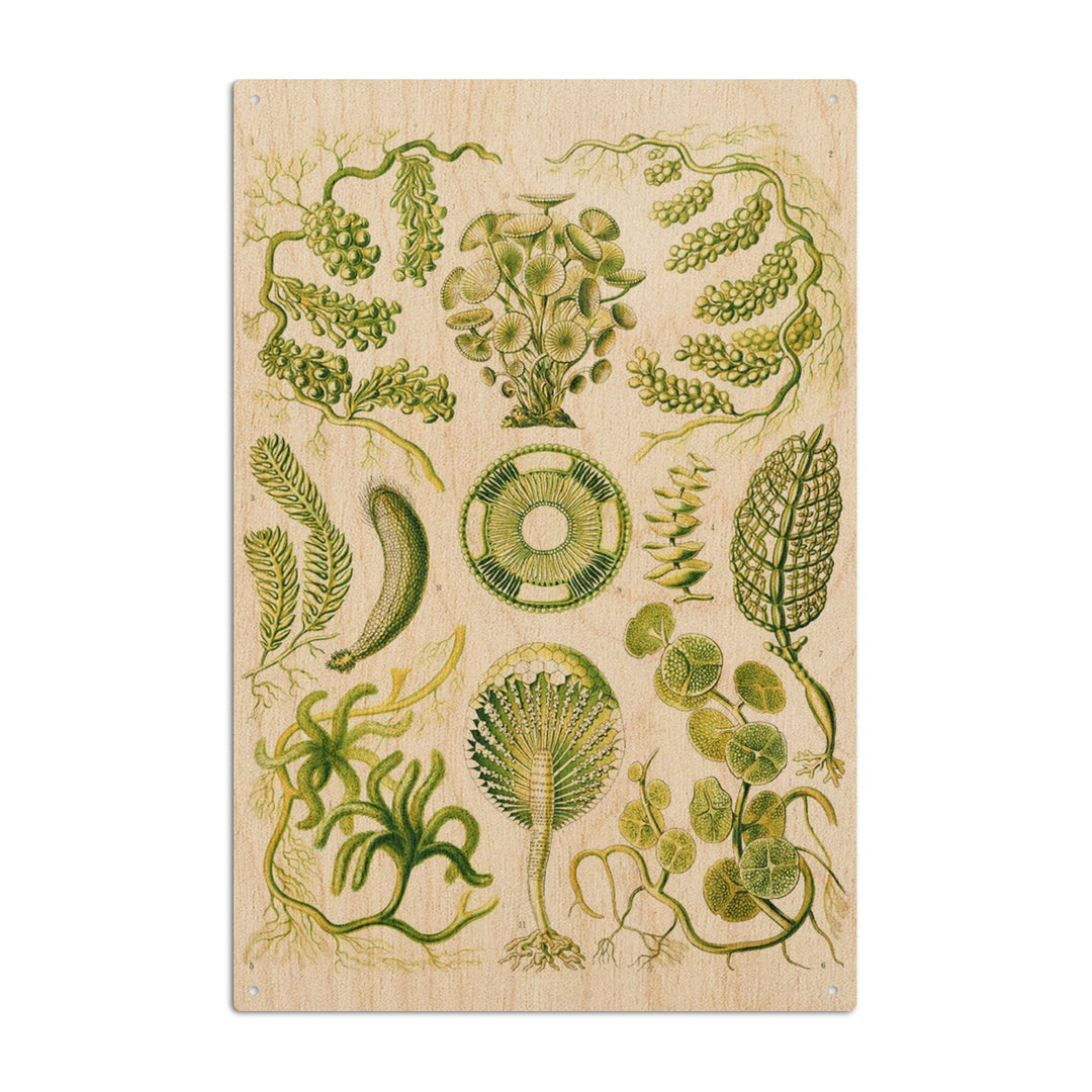 Art Forms of Nature, Siphoneae (Algae), Ernst Haeckel Artwork, Wood Signs and Postcards Wood Lantern Press 6x9 Wood Sign 