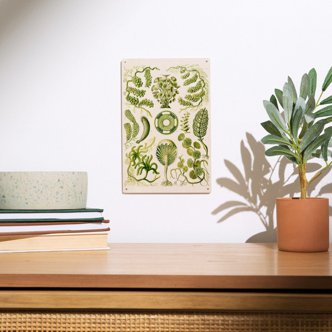 Art Forms of Nature, Siphoneae (Algae), Ernst Haeckel Artwork, Wood Signs and Postcards Wood Lantern Press 