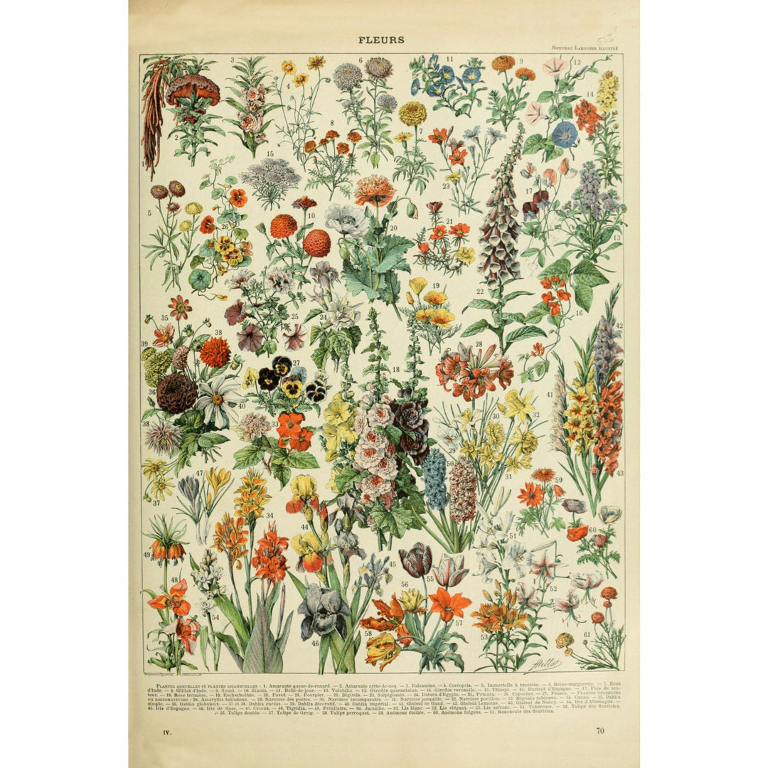 Assorted Flowers, A, Vintage Bookplate, Adolphe Millot Artwork, Stretched Canvas Canvas Lantern Press 