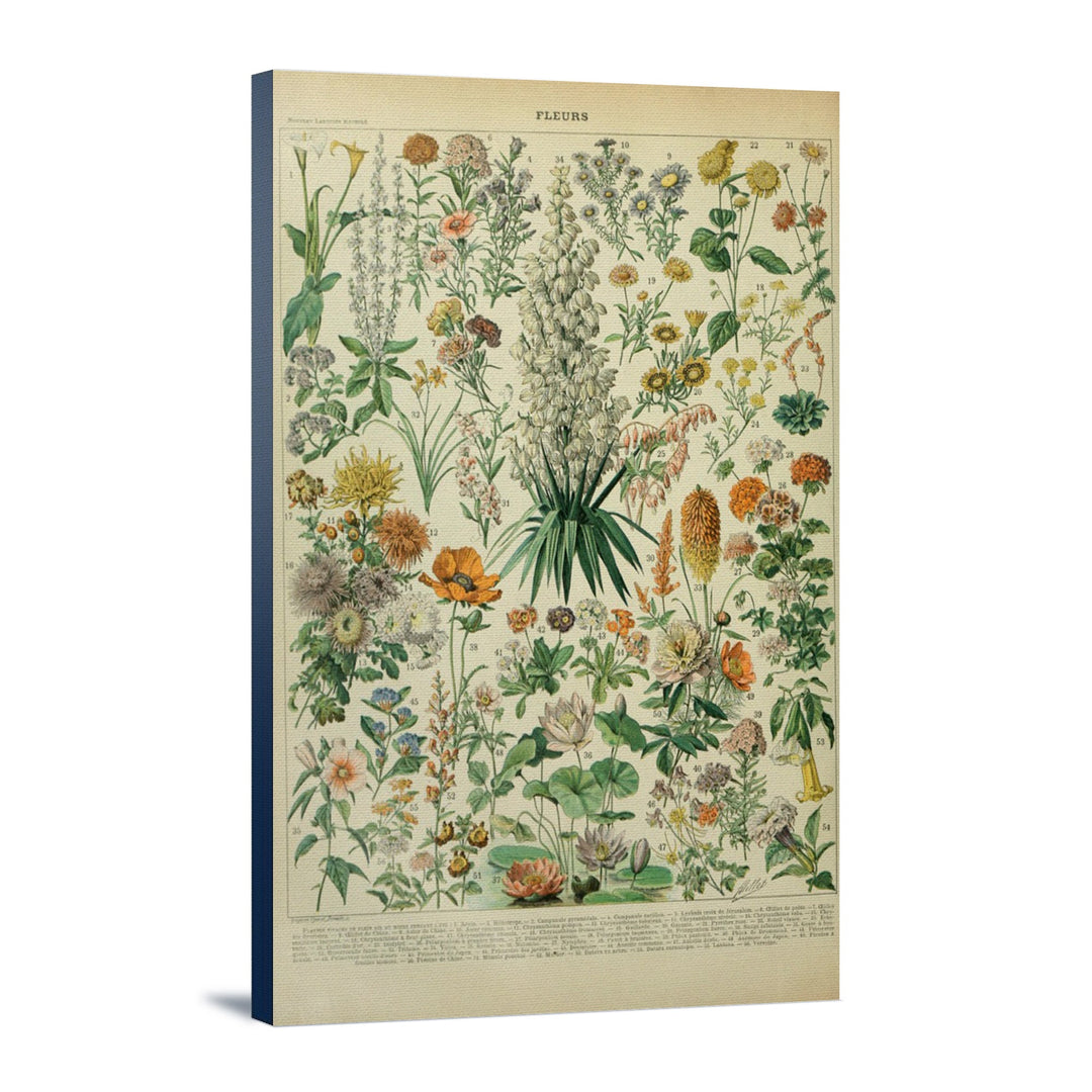 Assorted Flowers, B, Vintage Bookplate, Adolphe Millot Artwork, Stretched Canvas Canvas Lantern Press 24x36 Stretched Canvas 