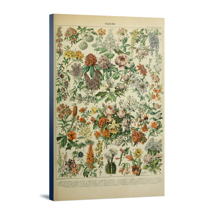 Assorted Flowers, C, Vintage Bookplate, Adolphe Millot Artwork, Stretched Canvas Canvas Lantern Press 12x18 Stretched Canvas 