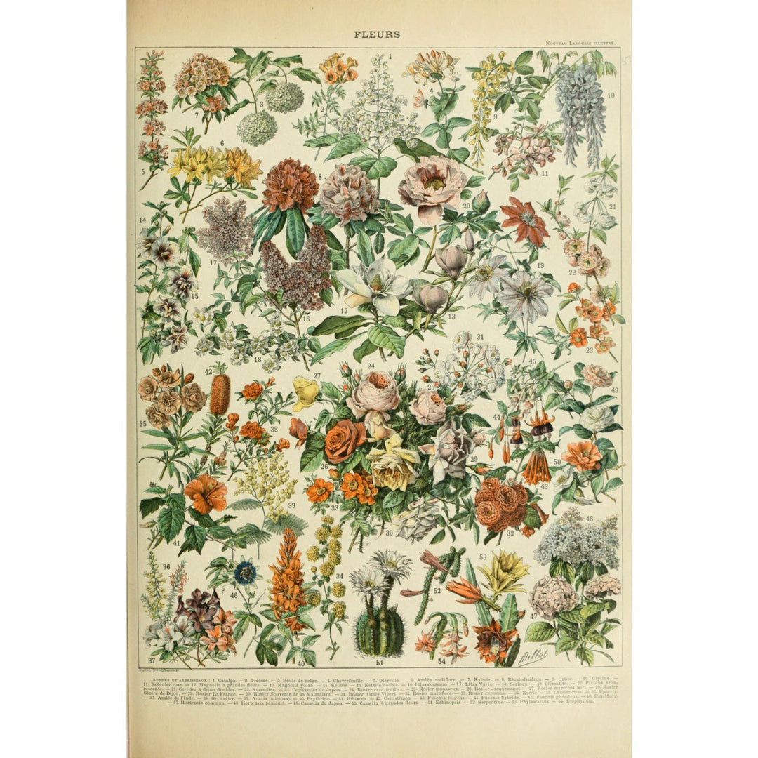 Assorted Flowers, C, Vintage Bookplate, Adolphe Millot Artwork, Stretched Canvas Canvas Lantern Press 
