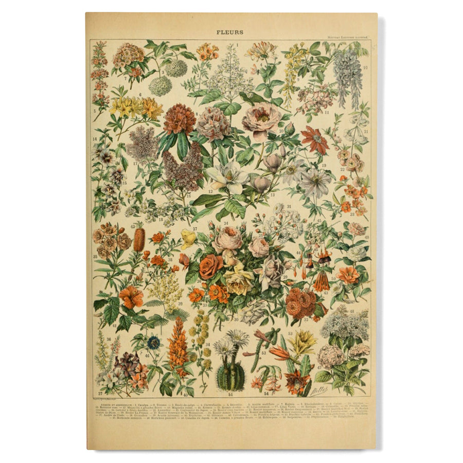 Assorted Flowers, C, Vintage Bookplate, Adolphe Millot Artwork, Wood Signs and Postcards Wood Lantern Press 
