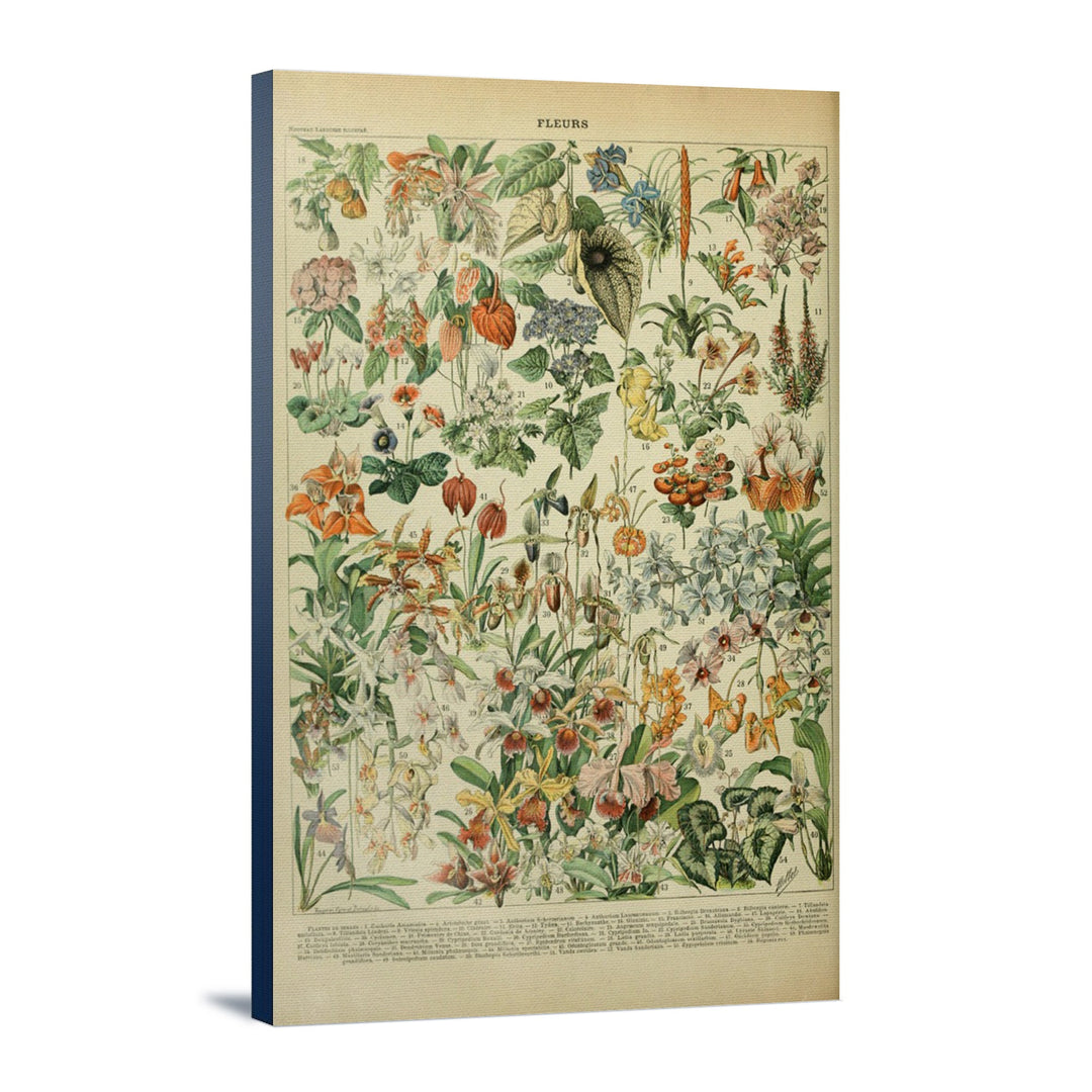 Assorted Flowers, D, Vintage Bookplate, Adolphe Millot Artwork, Stretched Canvas Canvas Lantern Press 16x24 Stretched Canvas 