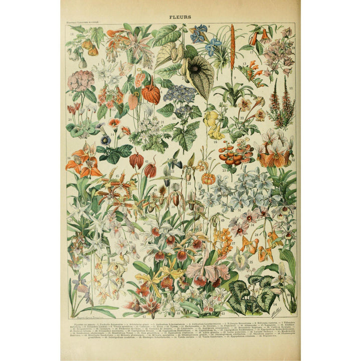Assorted Flowers, D, Vintage Bookplate, Adolphe Millot Artwork, Towels and Aprons Kitchen Lantern Press 
