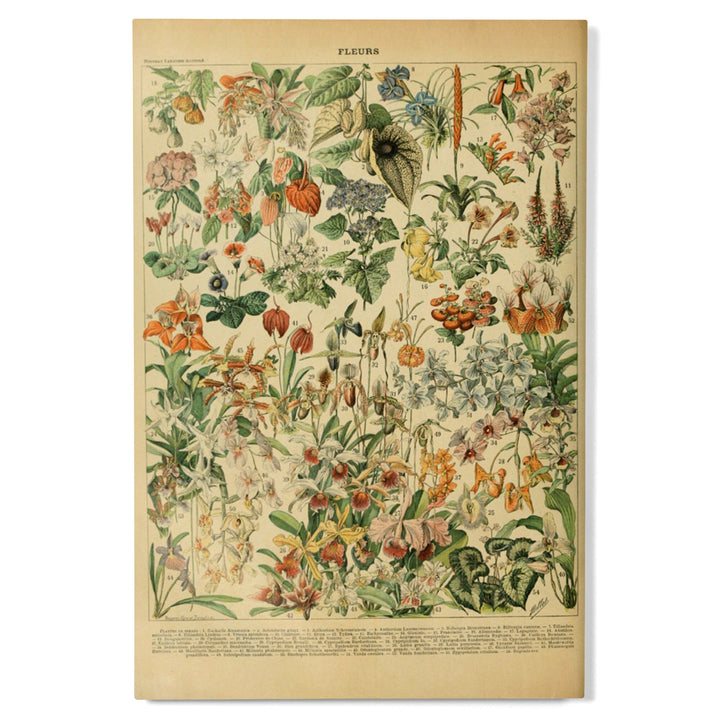 Assorted Flowers, D, Vintage Bookplate, Adolphe Millot Artwork, Wood Signs and Postcards Wood Lantern Press 