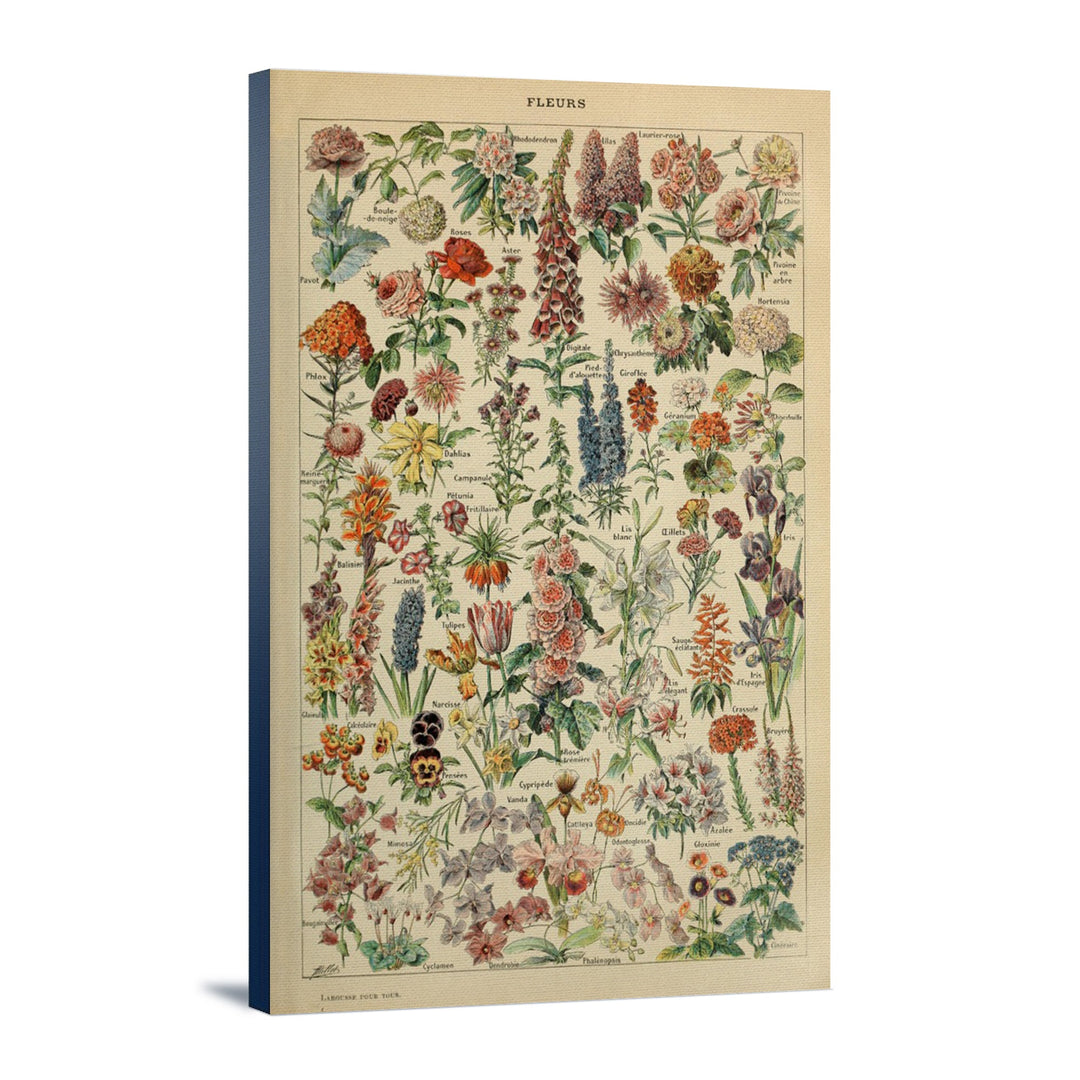 Assorted Flowers, E, Vintage Bookplate, Adolphe Millot Artwork, Stretched Canvas Canvas Lantern Press 12x18 Stretched Canvas 