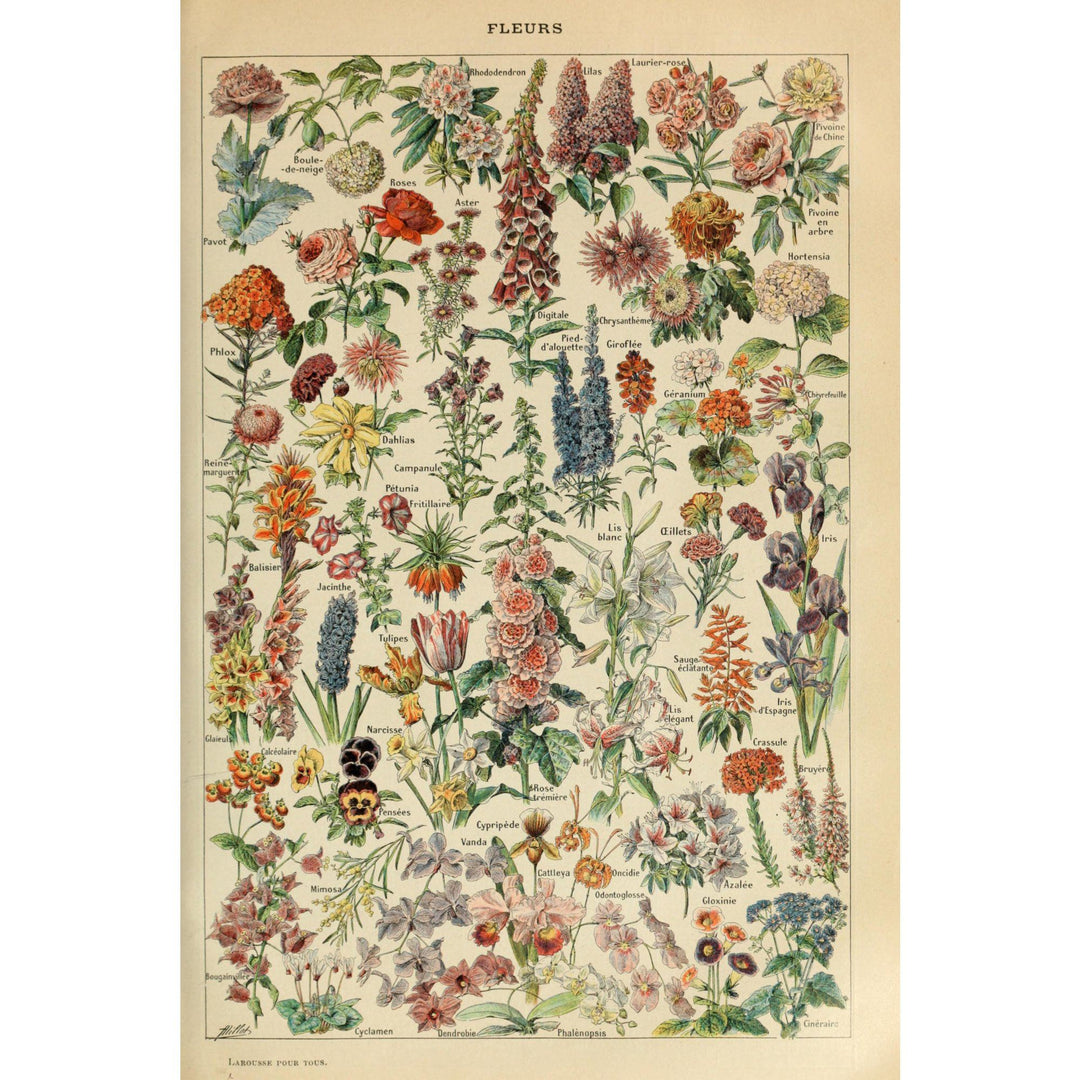 Assorted Flowers, E, Vintage Bookplate, Adolphe Millot Artwork, Towels and Aprons Kitchen Lantern Press 