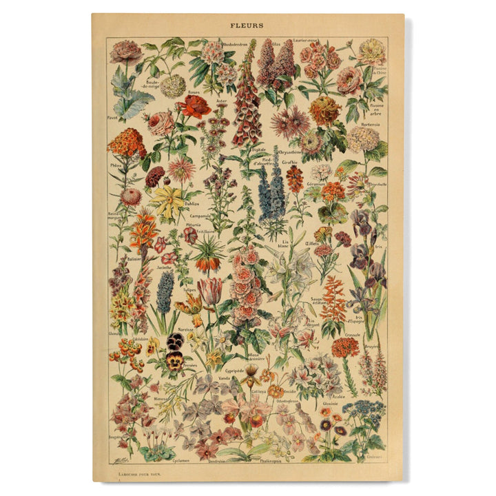 Assorted Flowers, E, Vintage Bookplate, Adolphe Millot Artwork, Wood Signs and Postcards Wood Lantern Press 