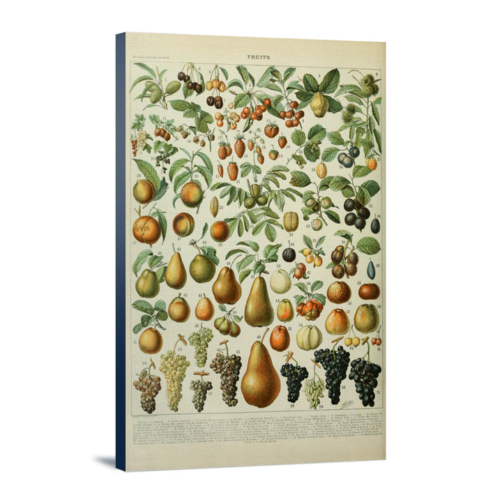Assorted Fruits, A, Vintage Bookplate, Adolphe Millot Artwork, Stretched Canvas Canvas Lantern Press 12x18 Stretched Canvas 