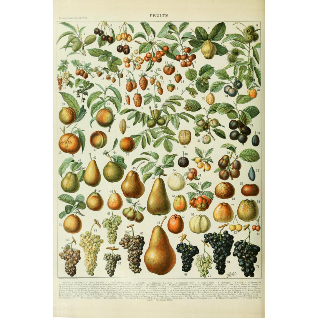 Assorted Fruits, A, Vintage Bookplate, Adolphe Millot Artwork, Stretched Canvas Canvas Lantern Press 