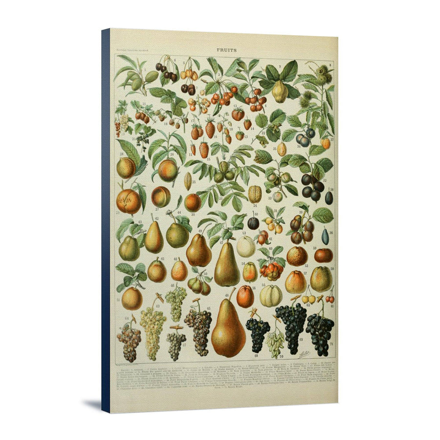Assorted Fruits, A, Vintage Bookplate, Adolphe Millot Artwork, Stretched Canvas Canvas Lantern Press 