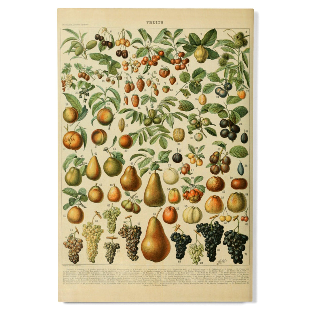 Assorted Fruits, A, Vintage Bookplate, Adolphe Millot Artwork, Wood Signs and Postcards Wood Lantern Press 