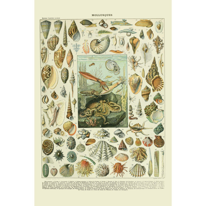 Assorted Shells, A, Vintage Bookplate, Adolphe Millot Artwork, Stretched Canvas Canvas Lantern Press 