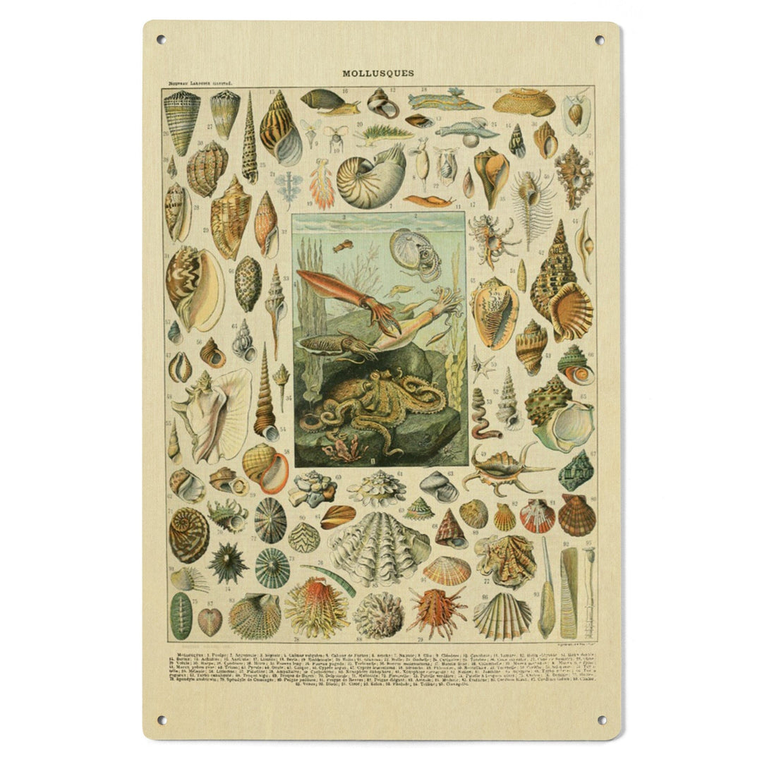 Assorted Shells, A, Vintage Bookplate, Adolphe Millot Artwork, Wood Signs and Postcards Wood Lantern Press 