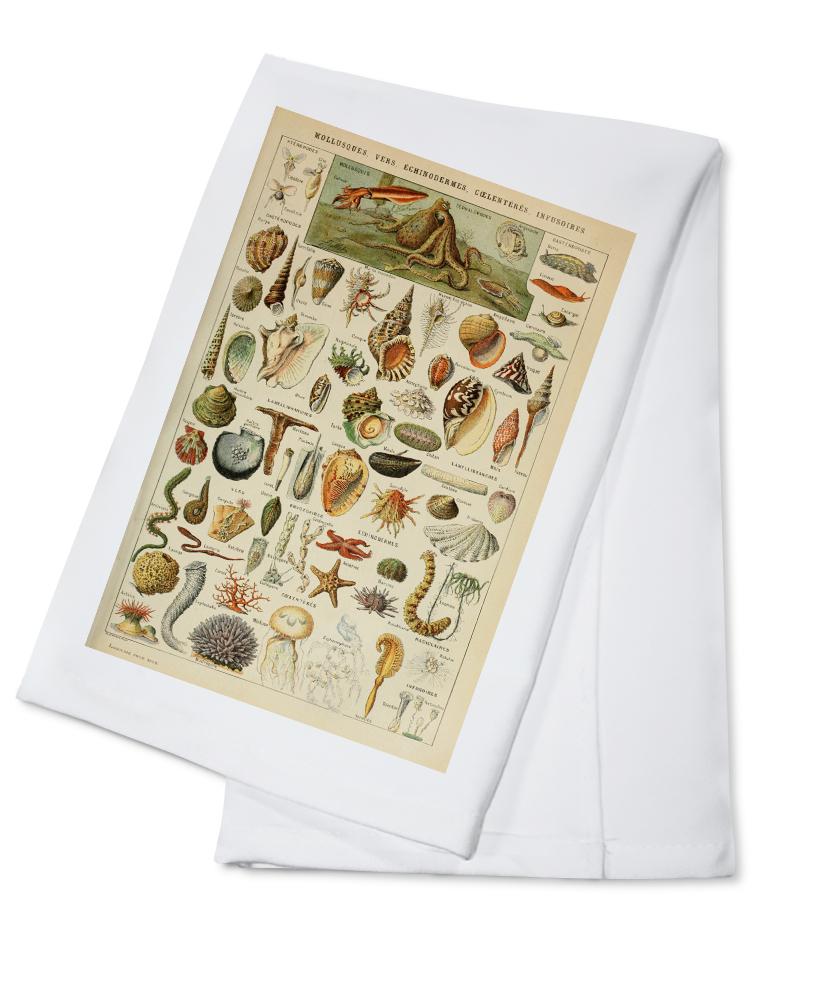 Assorted Shells, B, Vintage Bookplate, Adolphe Millot Artwork, Towels and Aprons Kitchen Lantern Press 