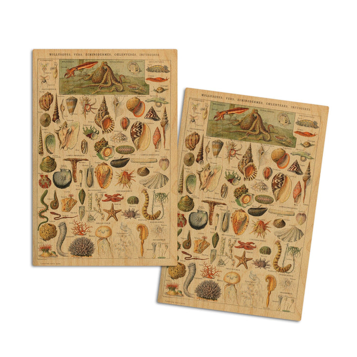 Assorted Shells, B, Vintage Bookplate, Adolphe Millot Artwork, Wood Signs and Postcards Wood Lantern Press 4x6 Wood Postcard Set 