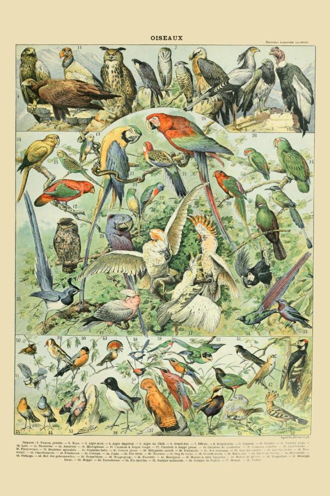 Birds, A, Vintage Bookplate, Adolphe Millot Artwork, Art Prints and Metal Signs Art Lantern Press 12 x 18 Art Print 