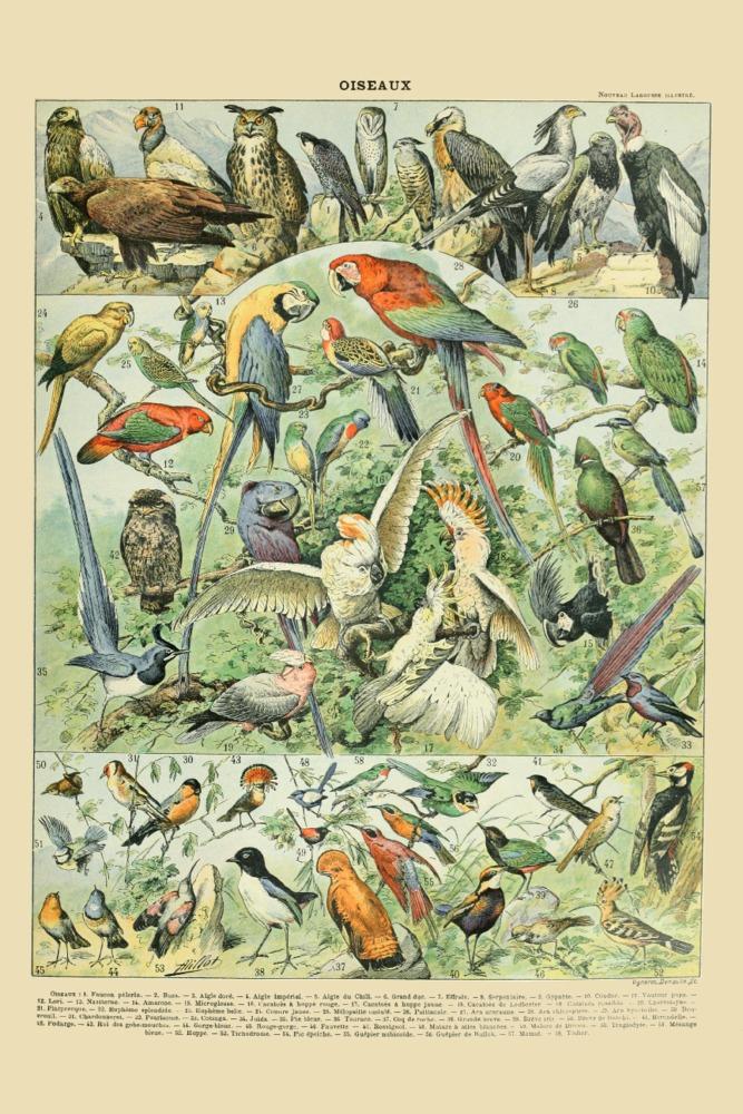 Birds, A, Vintage Bookplate, Adolphe Millot Artwork, Art & Giclee Prints - Lantern Press