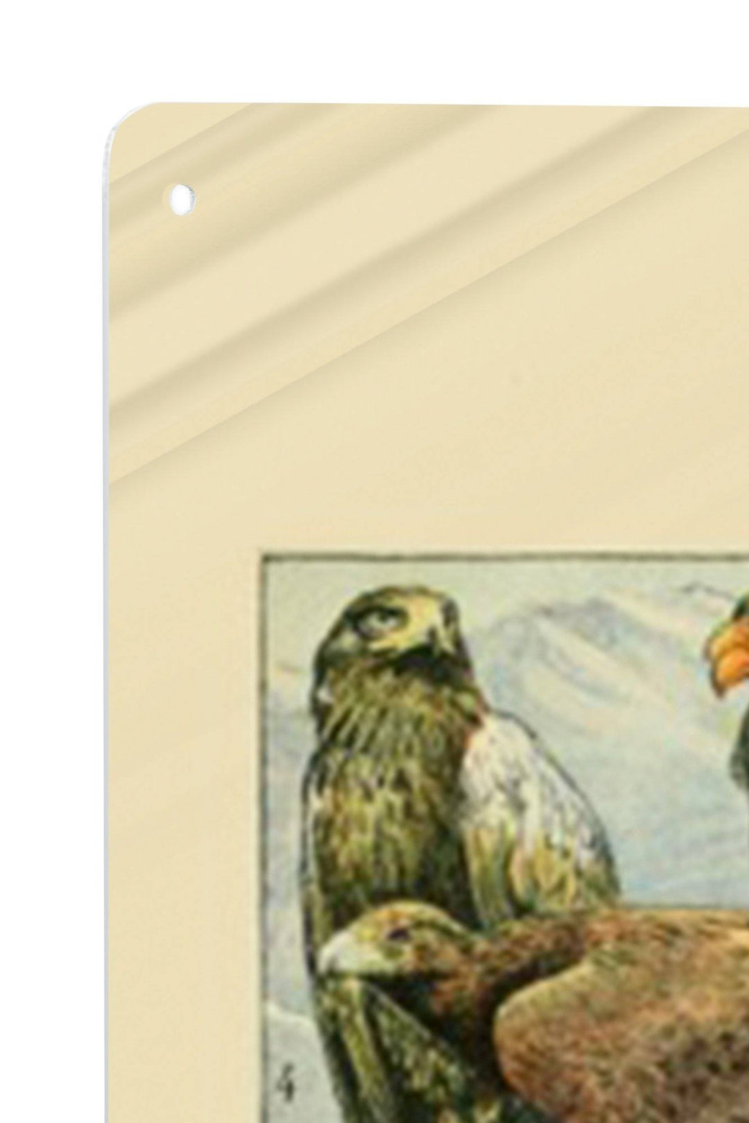 Birds, A, Vintage Bookplate, Adolphe Millot Artwork, Art Prints and Metal Signs Art Lantern Press 