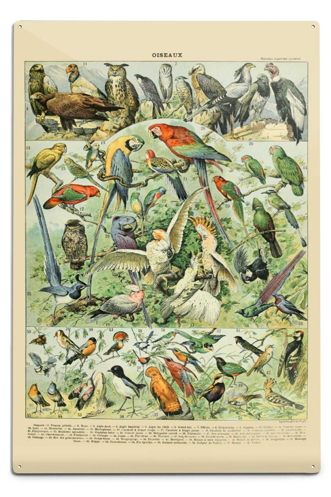 Birds, A, Vintage Bookplate, Adolphe Millot Artwork, Art Prints and Metal Signs Art Lantern Press 