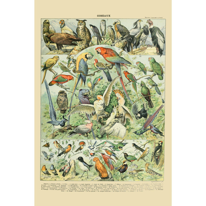 Birds, A, Vintage Bookplate, Adolphe Millot Artwork, Stretched Canvas Canvas Lantern Press 