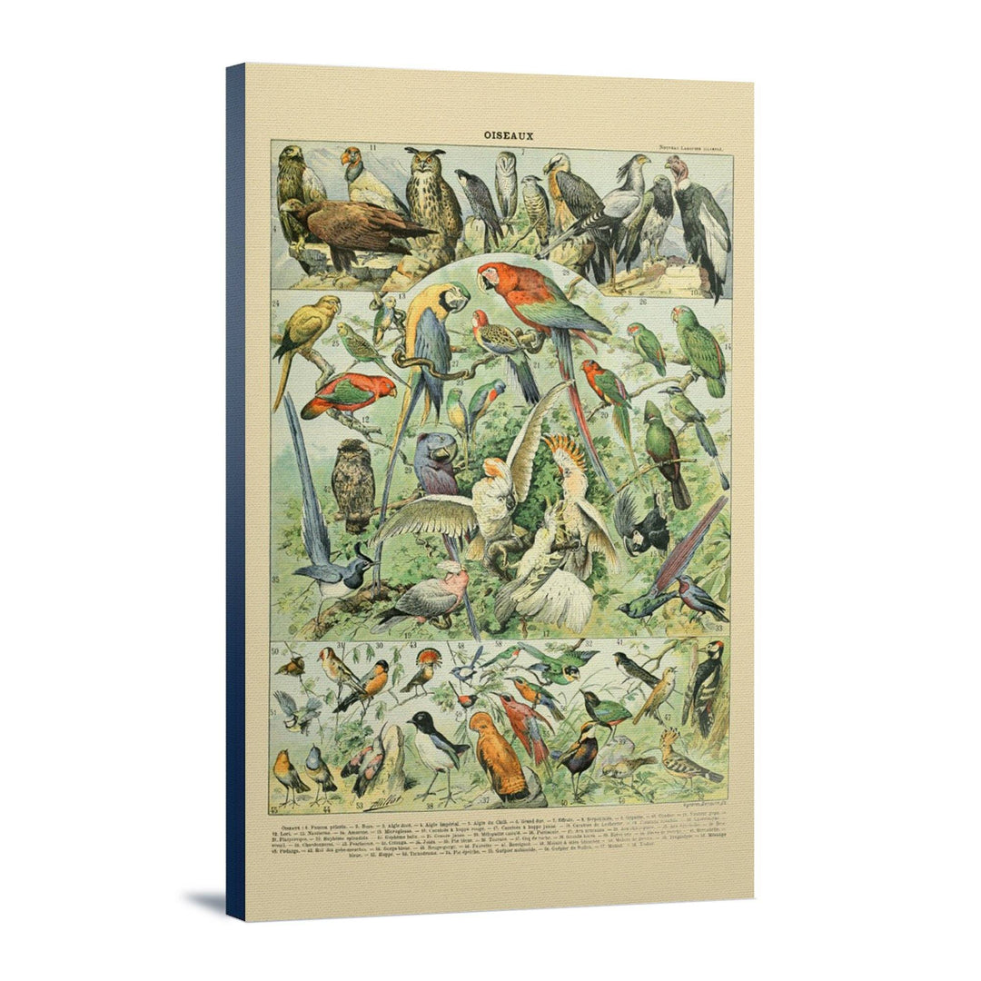 Birds, A, Vintage Bookplate, Adolphe Millot Artwork, Stretched Canvas Canvas Lantern Press 
