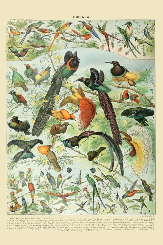 Birds, B, Vintage Bookplate, Adolphe Millot Artwork, Art Prints and Metal Signs Art Lantern Press 12 x 18 Art Print 