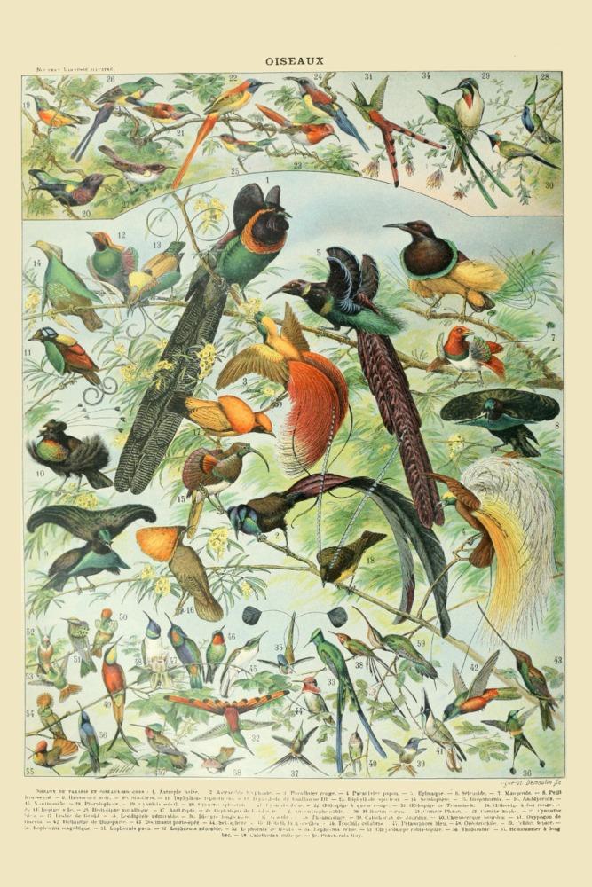 Birds, B, Vintage Bookplate, Adolphe Millot Artwork, Art & Giclee Prints - Lantern Press