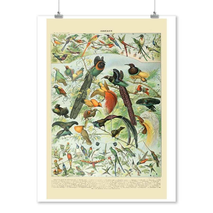 Birds, B, Vintage Bookplate, Adolphe Millot Artwork, Art Prints and Metal Signs Art Lantern Press 