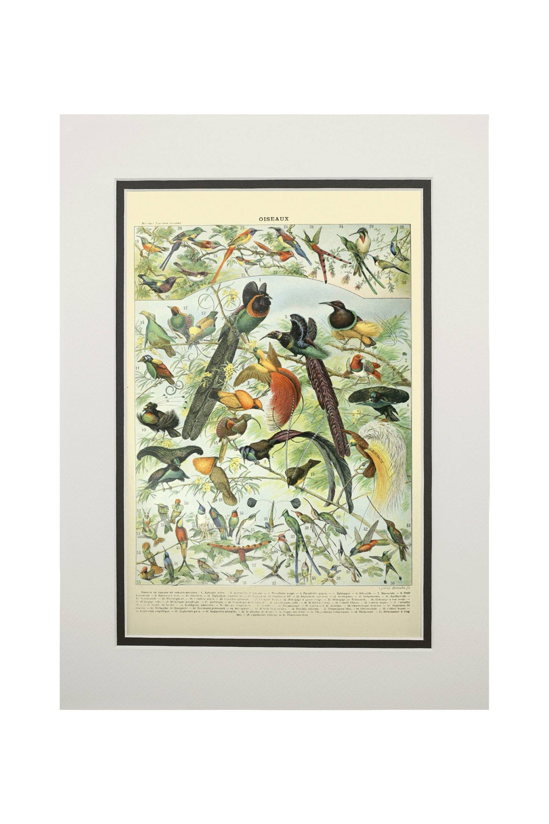 Birds, B, Vintage Bookplate, Adolphe Millot Artwork, Art Prints and Metal Signs Art Lantern Press 