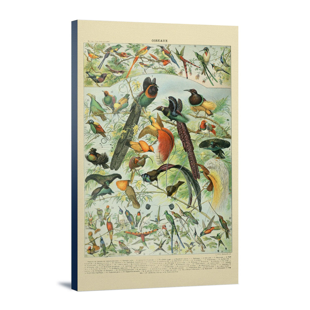 Birds, B, Vintage Bookplate, Adolphe Millot Artwork, Stretched Canvas Canvas Lantern Press 12x18 Stretched Canvas 