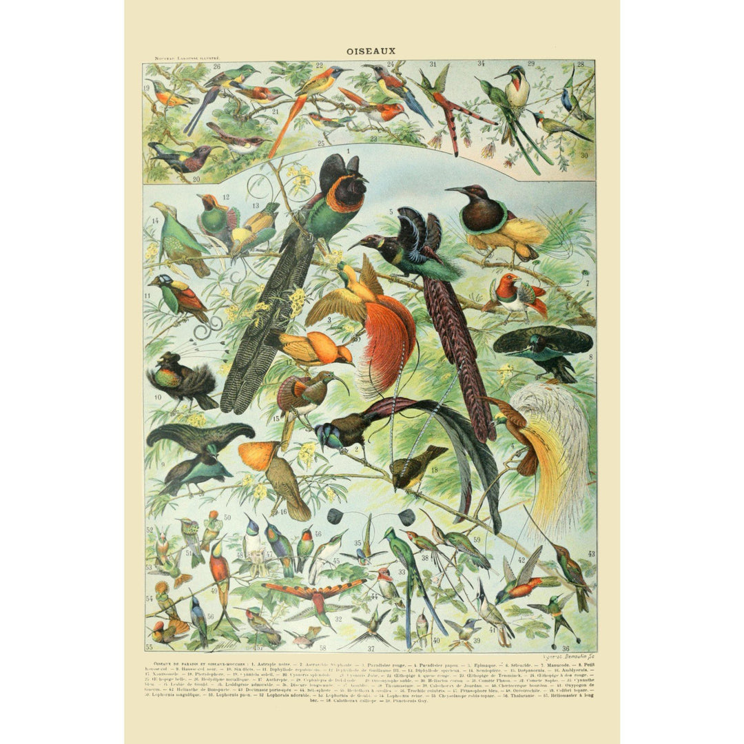 Birds, B, Vintage Bookplate, Adolphe Millot Artwork, Stretched Canvas Canvas Lantern Press 