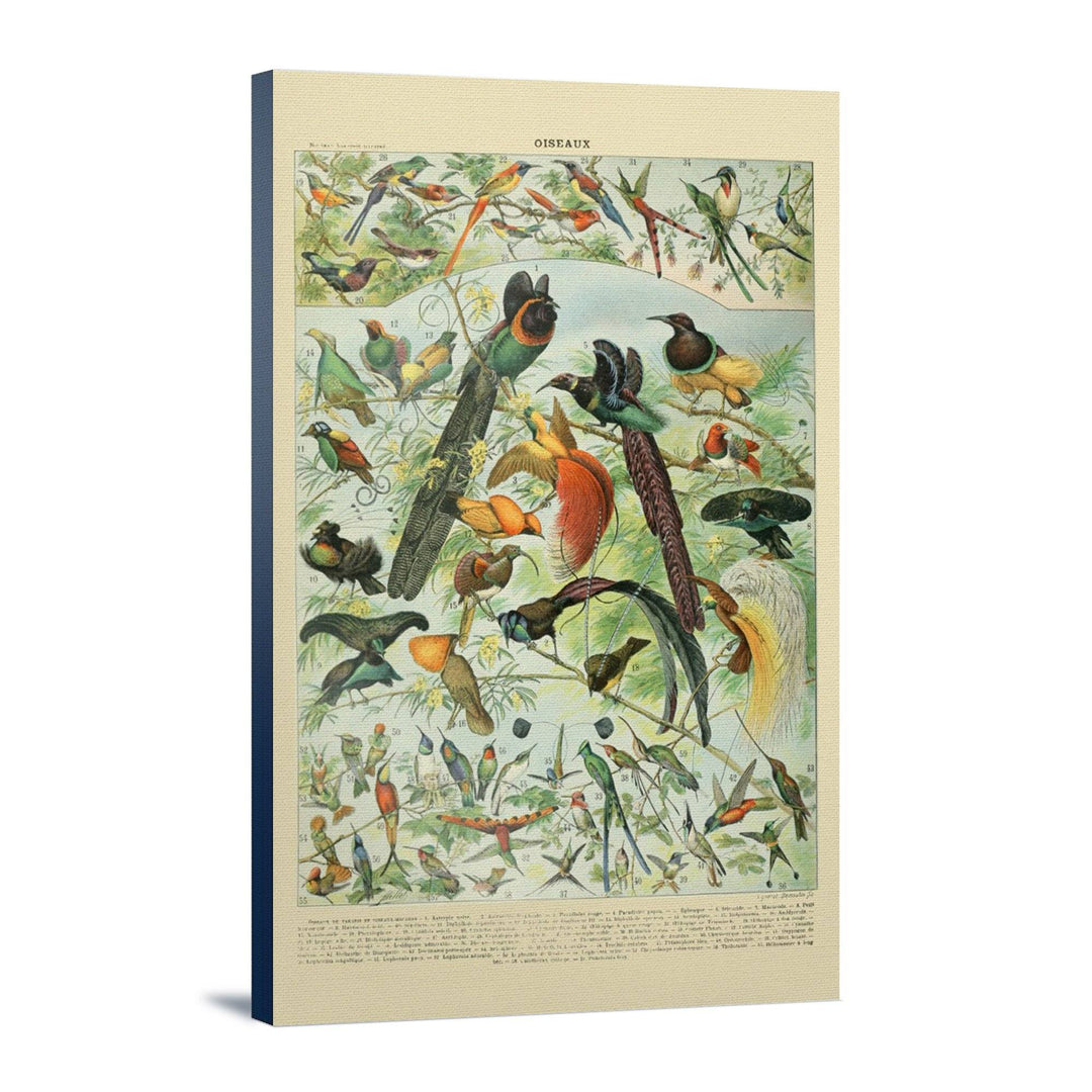Birds, B, Vintage Bookplate, Adolphe Millot Artwork, Stretched Canvas Canvas Lantern Press 