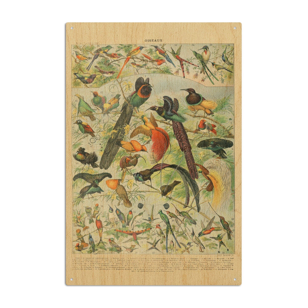 Birds, B, Vintage Bookplate, Adolphe Millot Artwork, Wood Signs and Postcards Wood Lantern Press 10 x 15 Wood Sign 