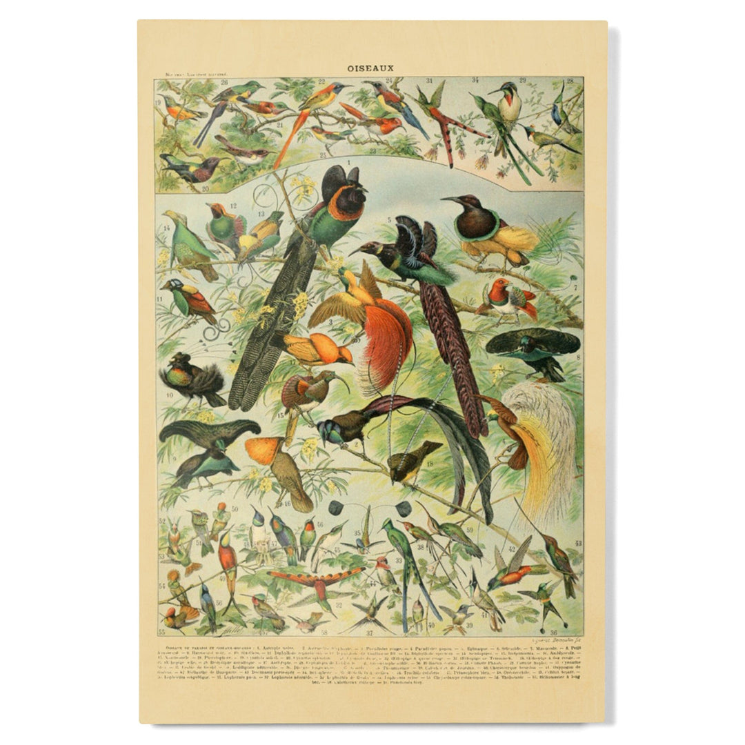 Birds, B, Vintage Bookplate, Adolphe Millot Artwork, Wood Signs and Postcards Wood Lantern Press 