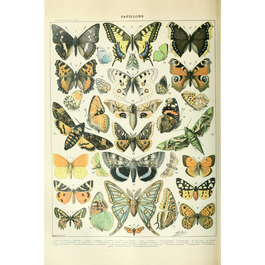 Butterflies, A, Vintage Bookplate, Adolphe Millot Artwork, Art Prints and Metal Signs Art Lantern Press 