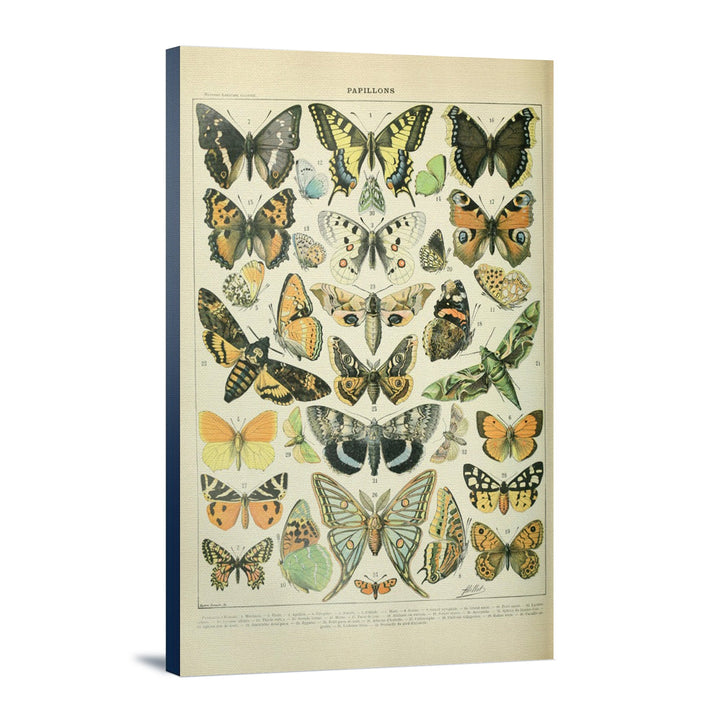 Butterflies, A, Vintage Bookplate, Adolphe Millot Artwork, Stretched Canvas Canvas Lantern Press 16x24 Stretched Canvas 