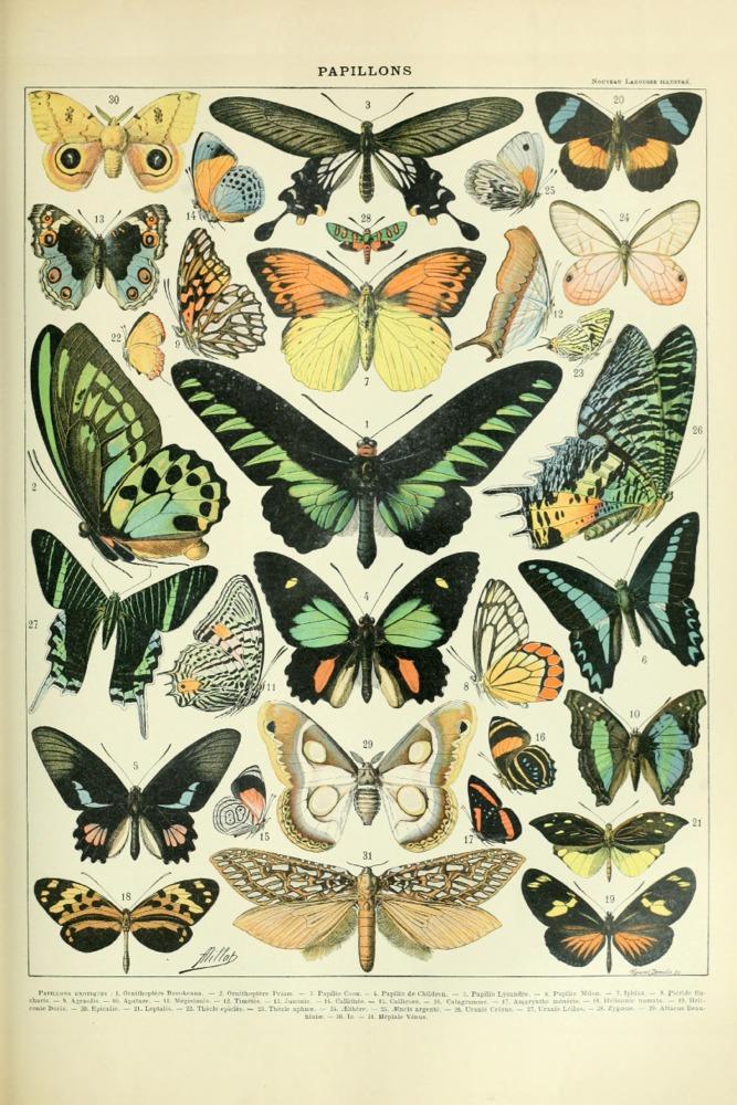 Butterflies, B, Vintage Bookplate, Adolphe Millot Artwork, Art Prints and Metal Signs Art Lantern Press 12 x 18 Art Print 