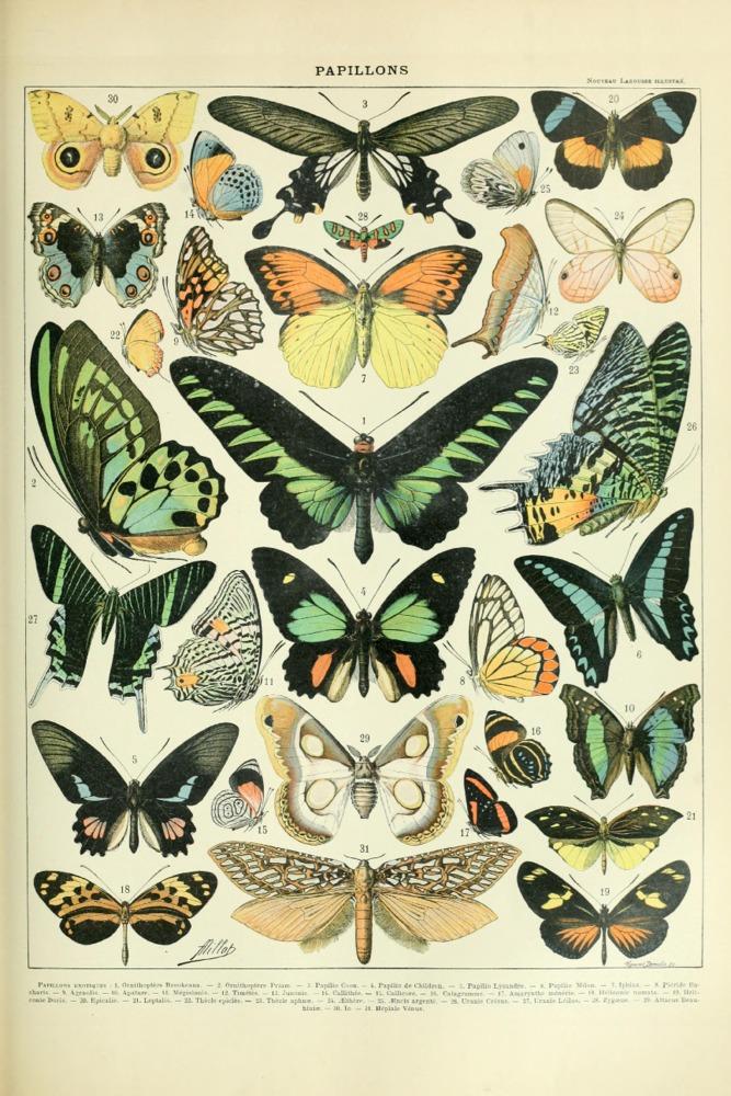 Butterflies, B, Vintage Bookplate, Adolphe Millot Artwork, Art & Giclee Prints - Lantern Press