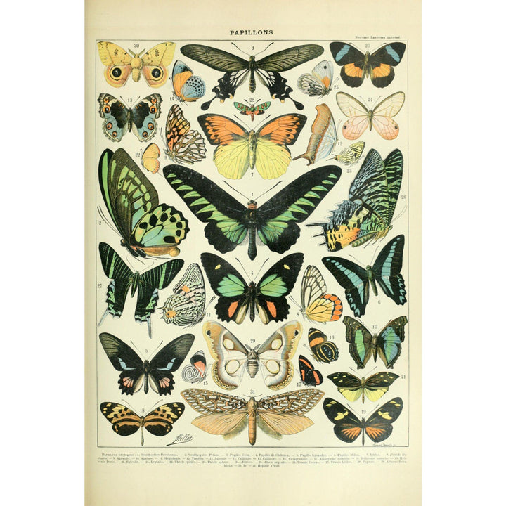 Butterflies, B, Vintage Bookplate, Adolphe Millot Artwork, Art Prints and Metal Signs Art Lantern Press 